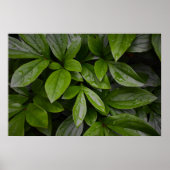 Groene aarde, poster (Voorkant)