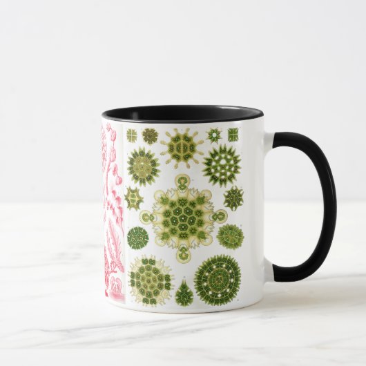 groene algen , diverse , haeckel mok (Rechts)