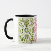 groene algen , diverse , haeckel mok (Links)