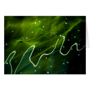 Groene algen en water gccnm