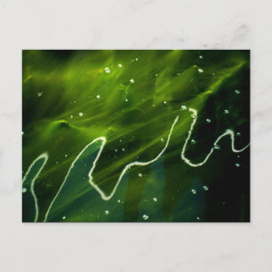 Groene algen en waterpcna briefkaart
