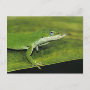 Groene anolis, Anolis carolinensis, volwassene op Briefkaart