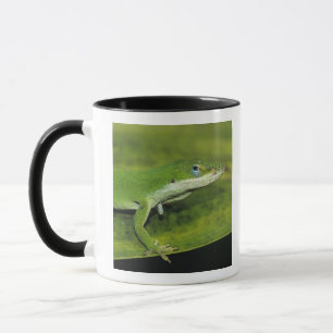 Groene anolis, Anolis carolinensis, volwassene op Mok