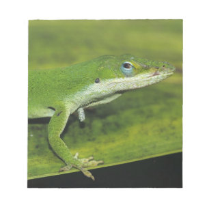 Groene anolis, Anolis carolinensis, volwassene op Notitieblok