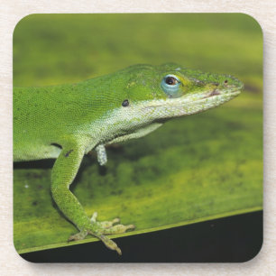 Groene anolis, Anolis carolinensis, volwassene op Onderzetter