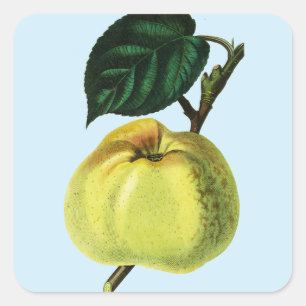 Groene appel op een boom fruit botanische illustra vierkante sticker
