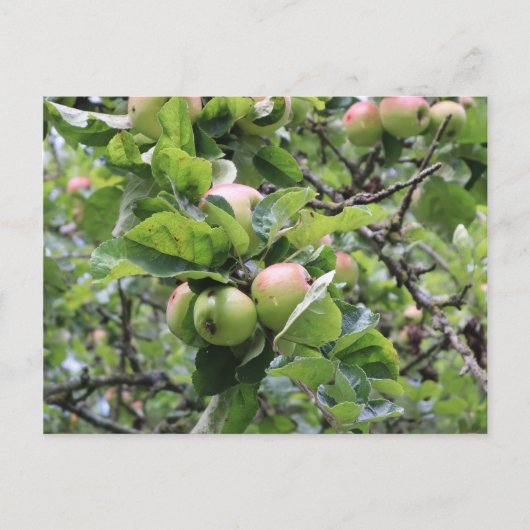 Groene appels op bomen briefkaart (Voorkant)