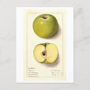 Groene Apple Illustratie Briefkaart