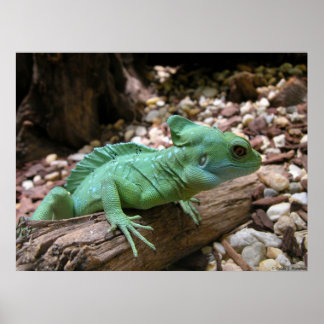 Groene Basilisk Poster