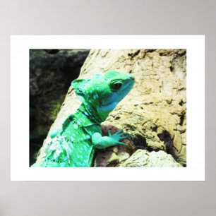 Groene basilisshagedis poster