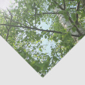 groene berk tegen blauwe hemel tissuepapier (Detail)