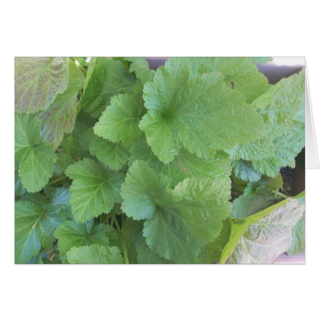 Groene bladeren (Voorkant Horizontaal)