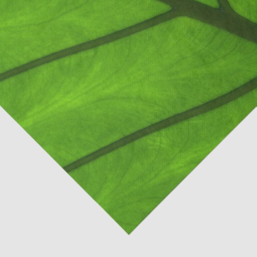 Groene bladeren, bladzijden achtergrond, leder, go tissuepapier (Detail)