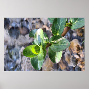 Groene Bladeren Macro – Botanische Fotografie Prin Poster