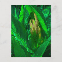 Groene bladeren met gouden Celosia-bloemaren