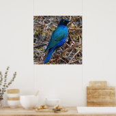 Groene blauwe haarstaarvogel poster (Keuken)