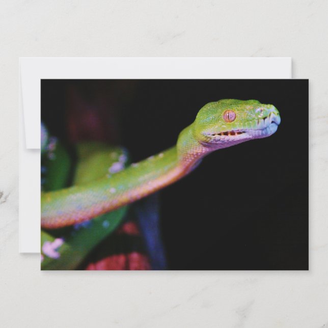 Groene Boa Stretching (Voorkant)