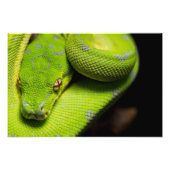 Groene boom, Python, Galaxy Foto Afdruk (Voorkant)