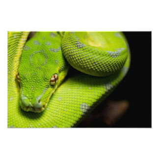 Groene boom, Python, Galaxy Foto Afdruk