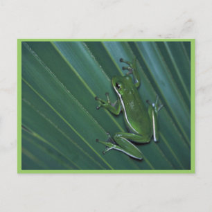 Groene boomkikker briefkaart
