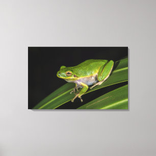 Groene Boomkikker (Hyla cinerea) 2 Canvas Afdruk