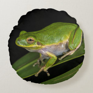 Groene Boomkikker (Hyla cinerea) 2 Rond Kussen