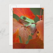 Groene boomkikker in Herfst Briefkaart (Voorkant / Achterkant)