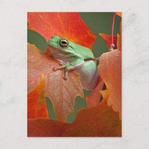 Groene boomkikker in Herfst Briefkaart