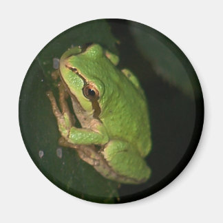 Groene boomkikker Magnet Magneet