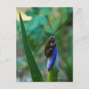 Groene boomkikker op Iris Briefkaart