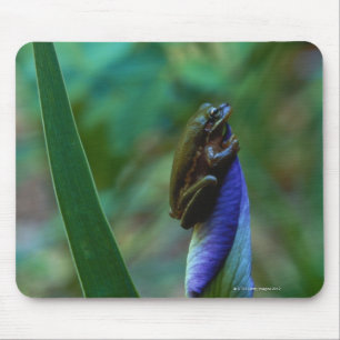 Groene boomkikker op Iris Muismat