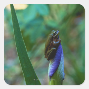 Groene boomkikker op Iris Vierkante Sticker
