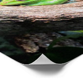 Groene boomkikker poster (Hoek)