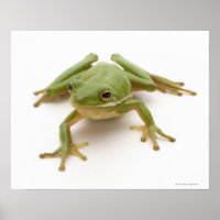 Groene boomkikker
