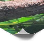 Groene boomkikker poster (Hoek)