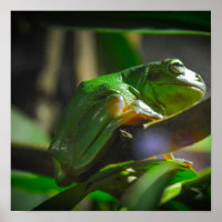Groene boomkikker