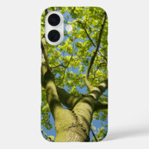 Groene boomkroon Foto met blauwe hemel -