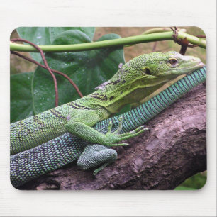 Groene boommonitor - Varanus prasinus Muismat