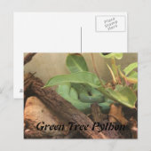 Groene boomPython Briefkaart (Voorkant / Achterkant)