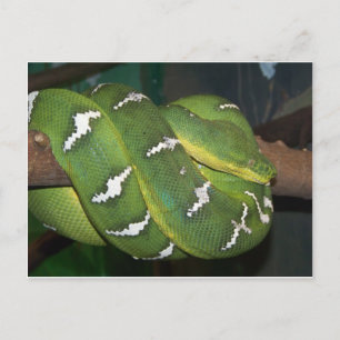 Groene boomPython Briefkaart