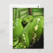 Groene boomPython Briefkaart (Voorkant / Achterkant)