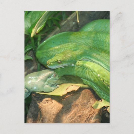 Groene-boomPython en kikker van de witte boom Briefkaart (Voorkant)