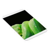 groene boompython magneet (Rechterzijde)