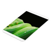 groene boompython magneet (Linkerzijde)