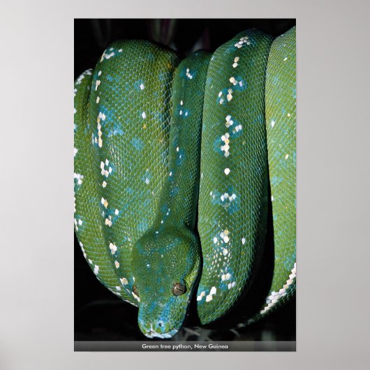 Groene boompython, Nieuw-Guinea Poster (Voorkant)