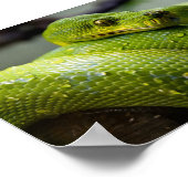 Groene boomPython Poster (Hoek)