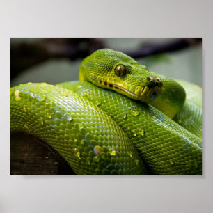 Groene boomPython Poster
