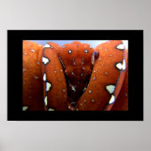 Groene boomPython Poster (Voorkant)