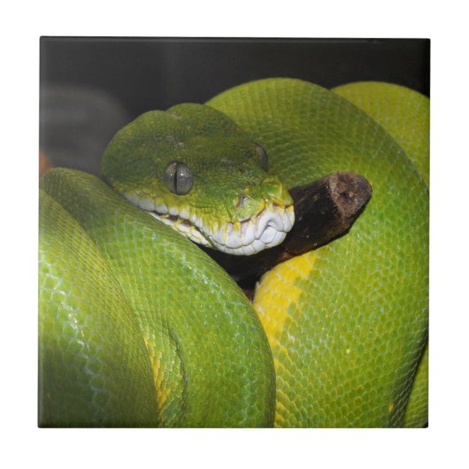 Groene boompython tegeltje (Voorkant)