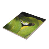 Groene boompython tegeltje (Zijkant)